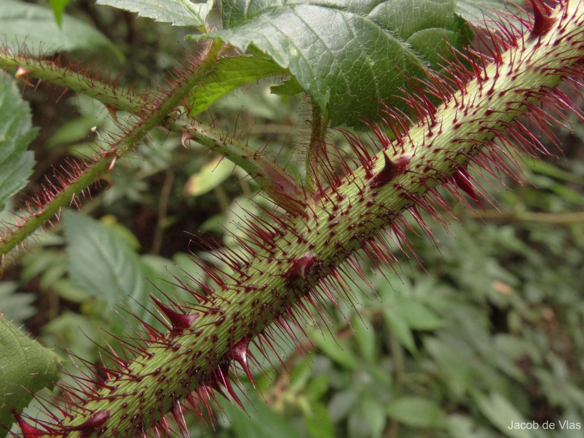 Rubus sumatranus Miq.